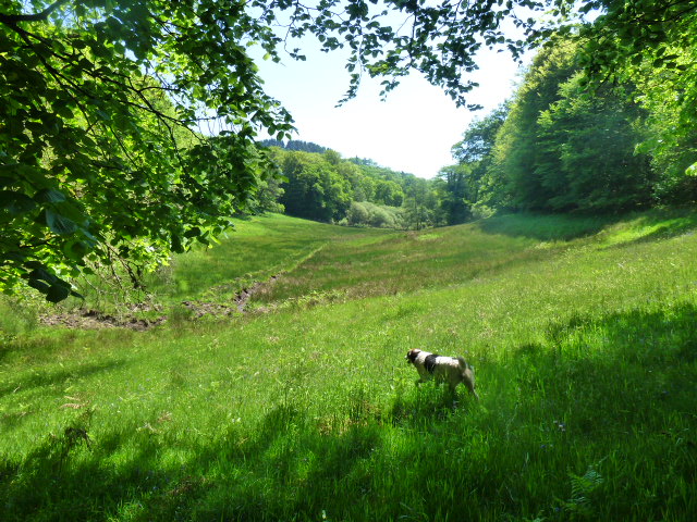 La balade du Grand murin Razès Nouvelle-Aquitaine