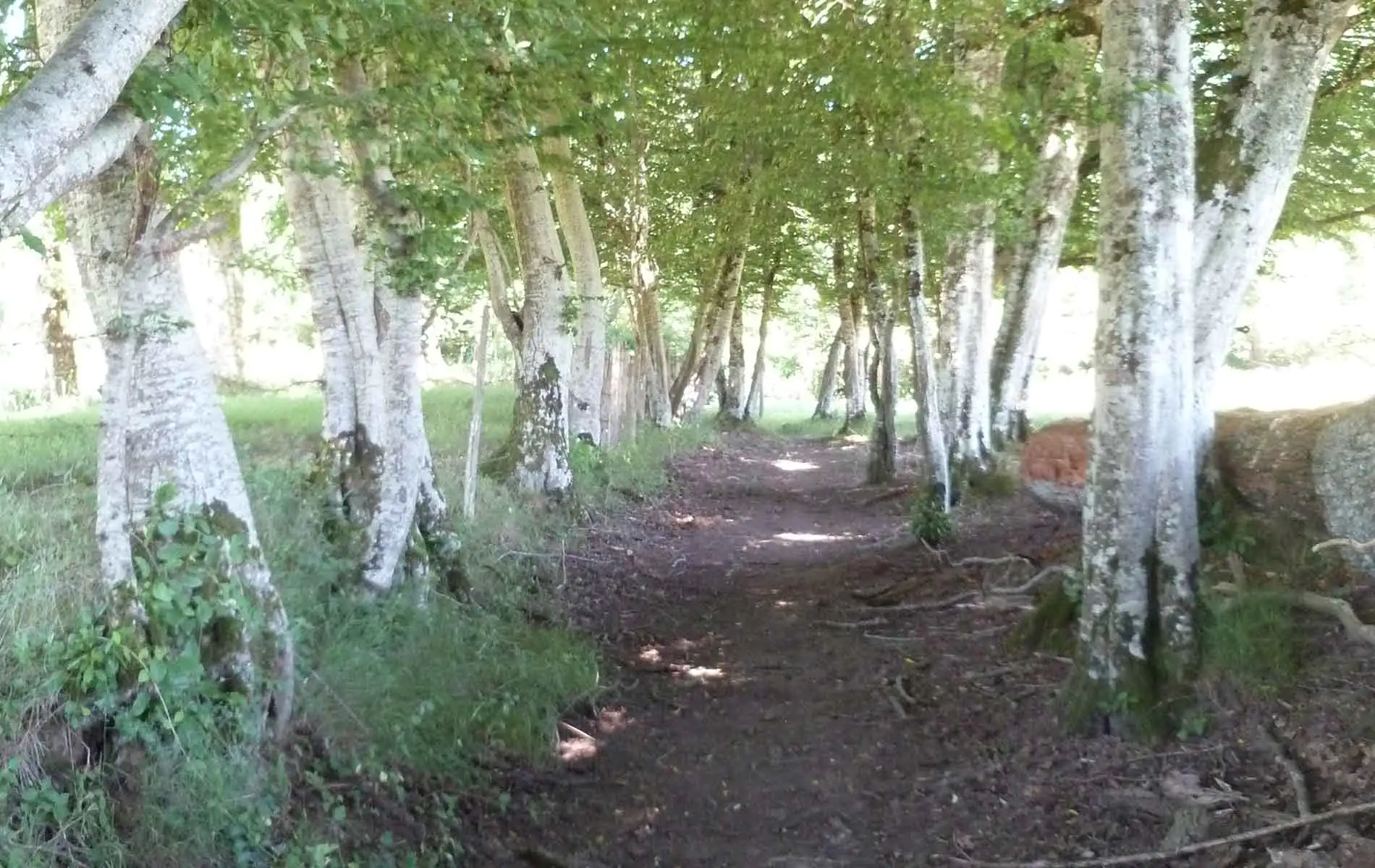 Variante par Nouailhaguet Sentier de Meilhac Meilhac Nouvelle-Aquitaine