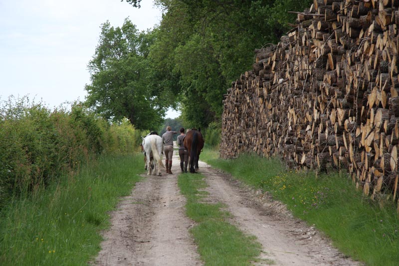 La Brenne à cheval Entre Benaize et Anglin (circuit à la journée) Saint-Hilaire-sur-Benaize Centre-Val de Loire