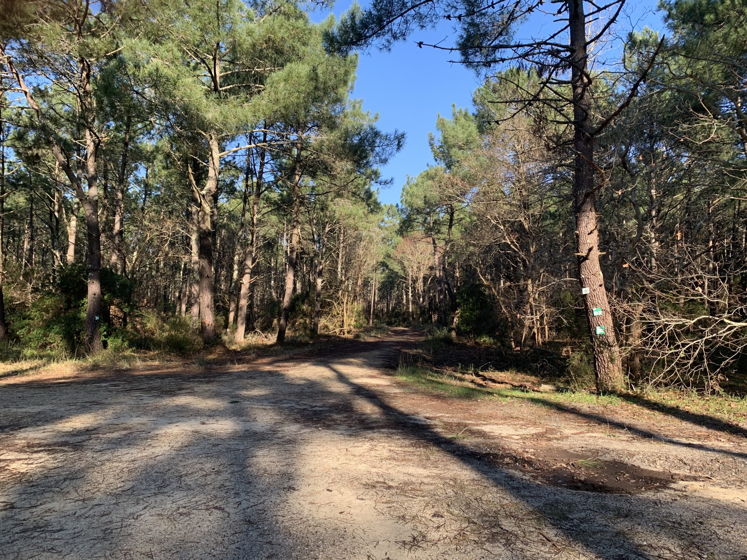 Sentier rando entre lac et forêt Biscarrosse Nouvelle-Aquitaine