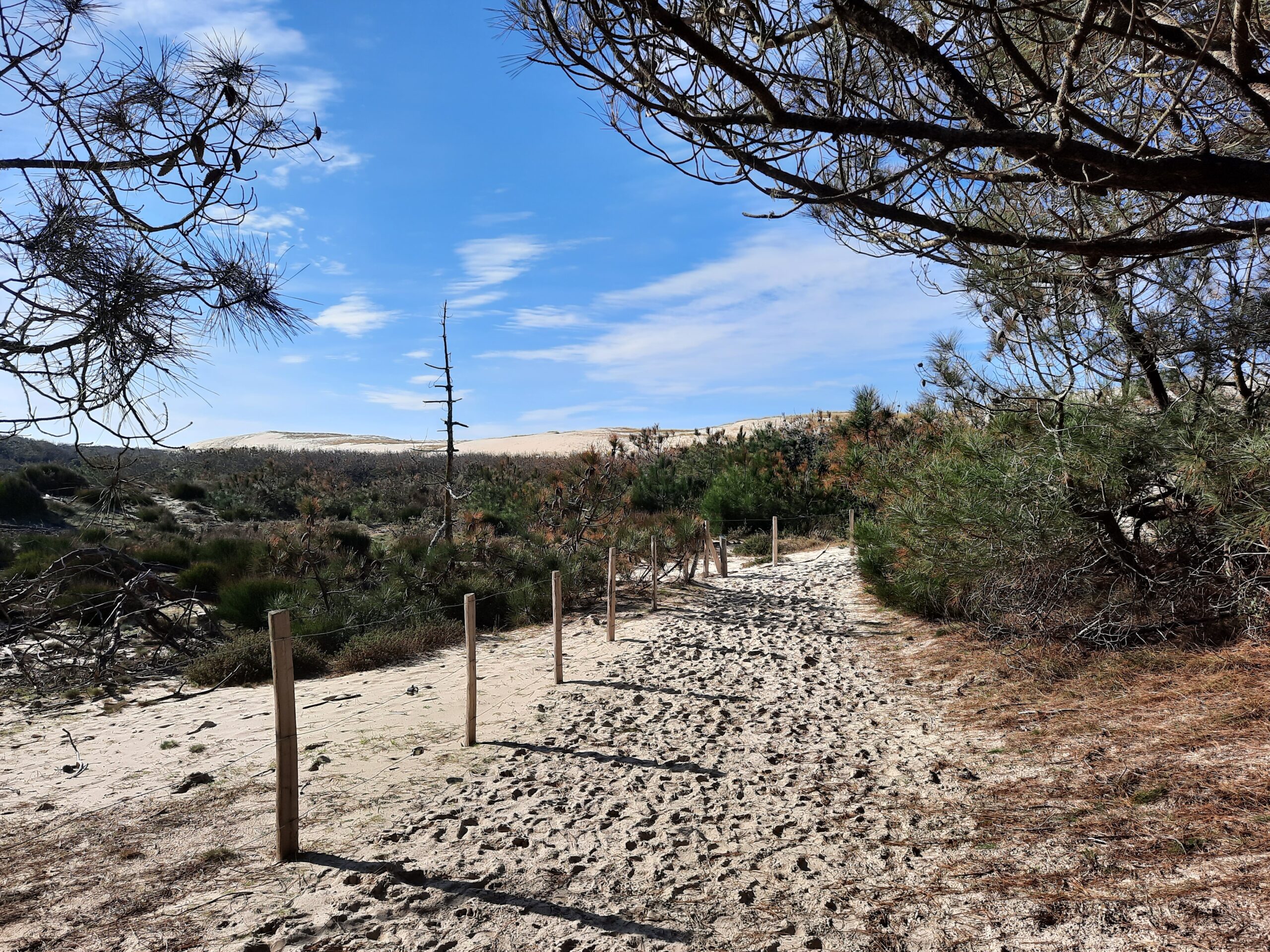 Sentier de la Linaire Réserve Naturelle de Hourtin Hourtin Nouvelle-Aquitaine