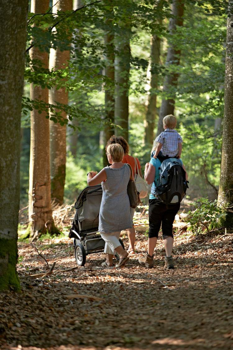 Circuit poussettes 4x4 H03 sentier de découverte d'une forêt Colroy-la-Roche Grand Est