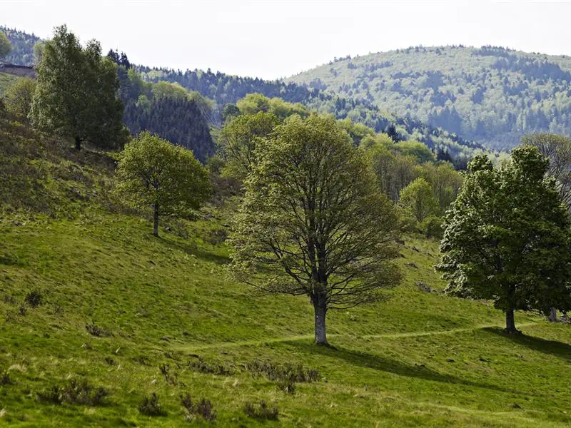 Circuit rando C21 Balade gourmande au Ban de la Roche Waldersbach Grand Est