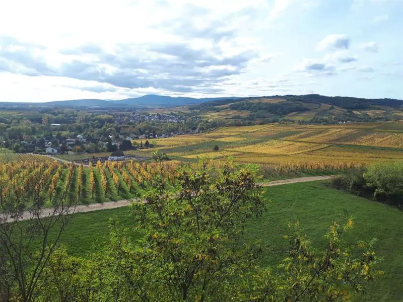 Circuit VTT Couronne d'Or 35 km Ergersheim Grand Est