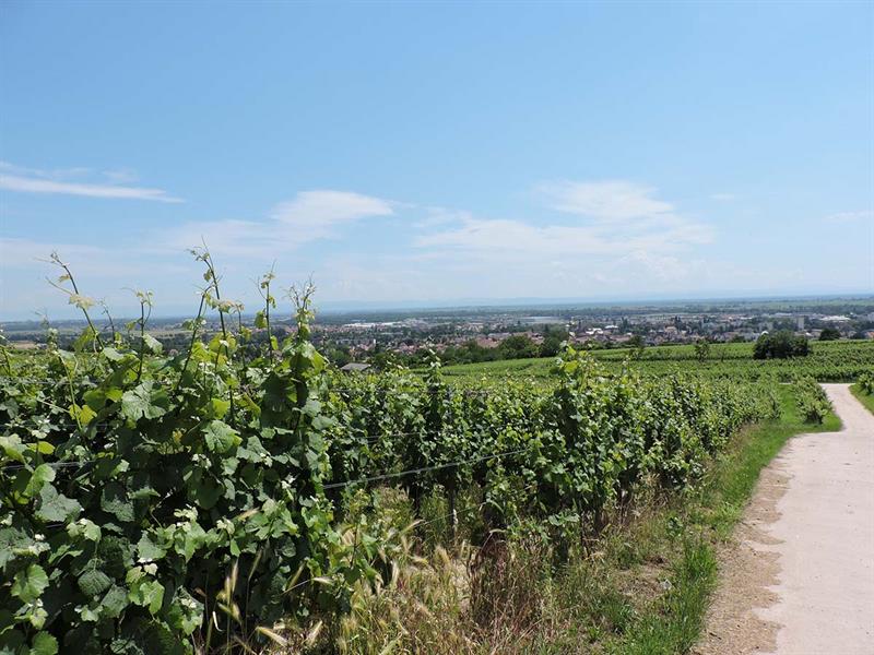 Randonnée la Grande Boucle circuit de Bacchus Molsheim Grand Est