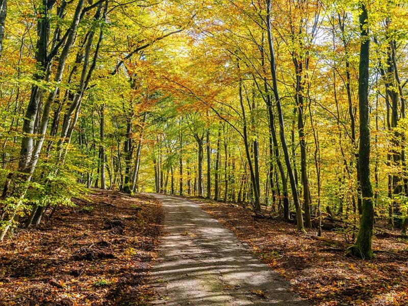 Randonnée au fil du Durschbach Niederbronn-les-Bains Grand Est