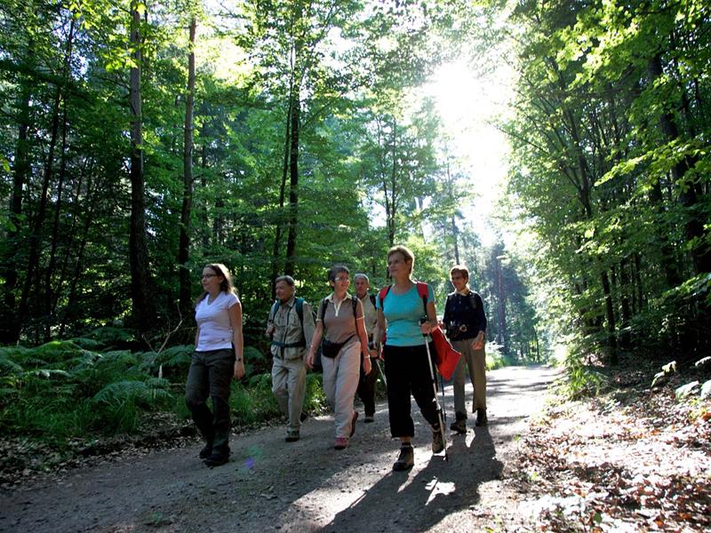 Randonnée entre Riesackberg et Wintersberg Niederbronn-les-Bains Grand Est