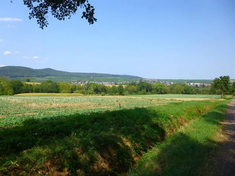 Entre vignes et montagnes Wissembourg Grand Est