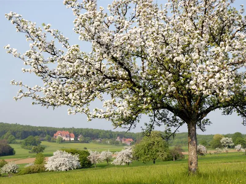 Promenade sous les arbres de Niederbronn-les-Bains Niederbronn-les-Bains Grand Est