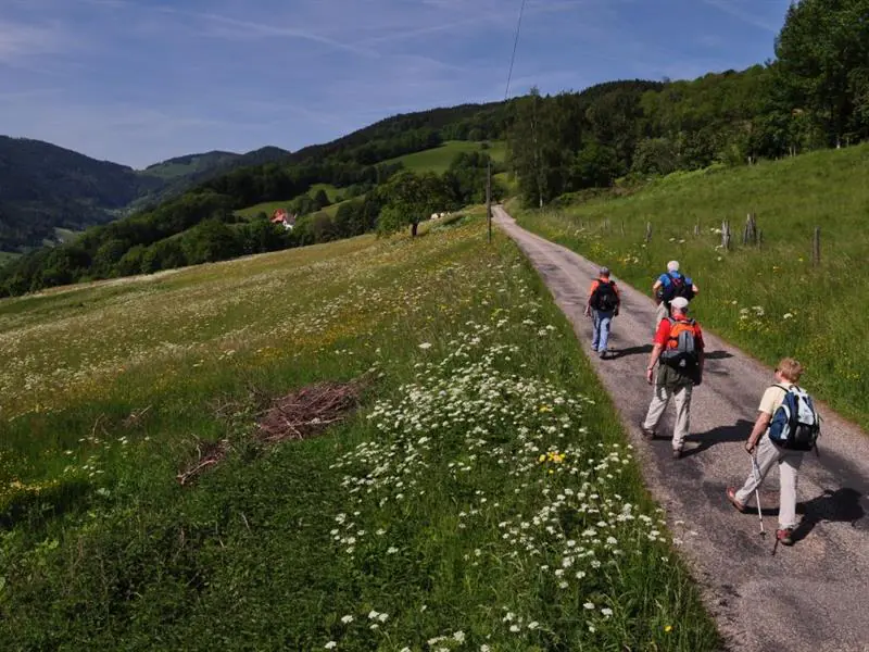 N°01 Le massif du Brézouard (circuit long) Sainte-Marie-aux-Mines Grand Est