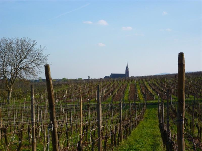 Sentier viticole de Bergheim Bergheim Grand Est