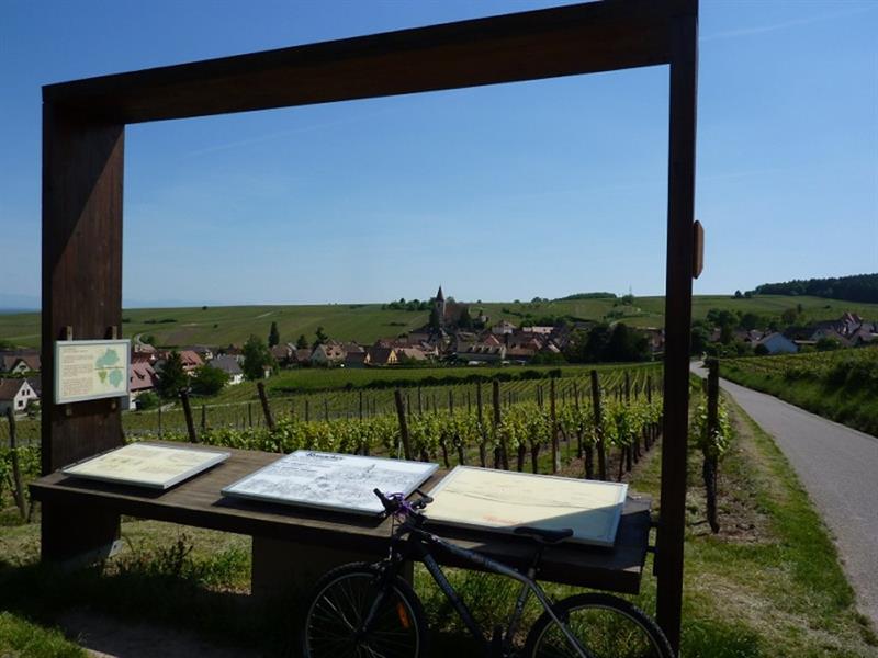 Sentier viticole des Grands Crus Ribeauvillé Grand Est