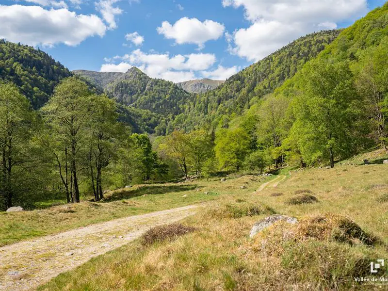 Parcours VTT M5 Mittlach-Schnepfenried Metzeral Grand Est