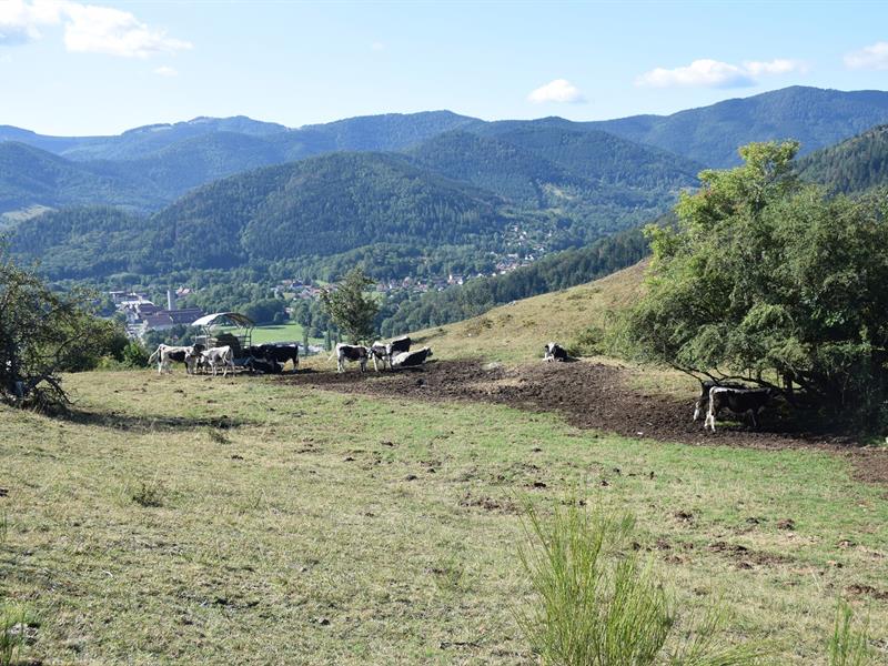 Tour du Siebach Fellering Grand Est