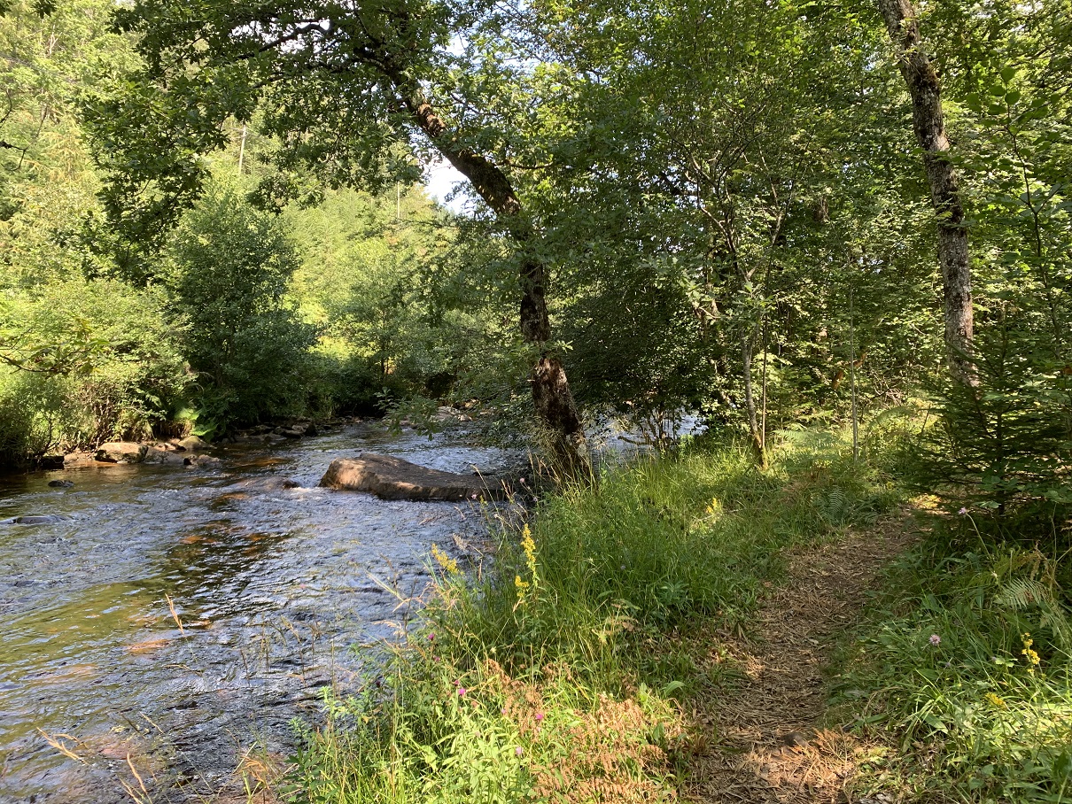 Le Bois de Chaleix (pédestre) Bugeat Nouvelle-Aquitaine