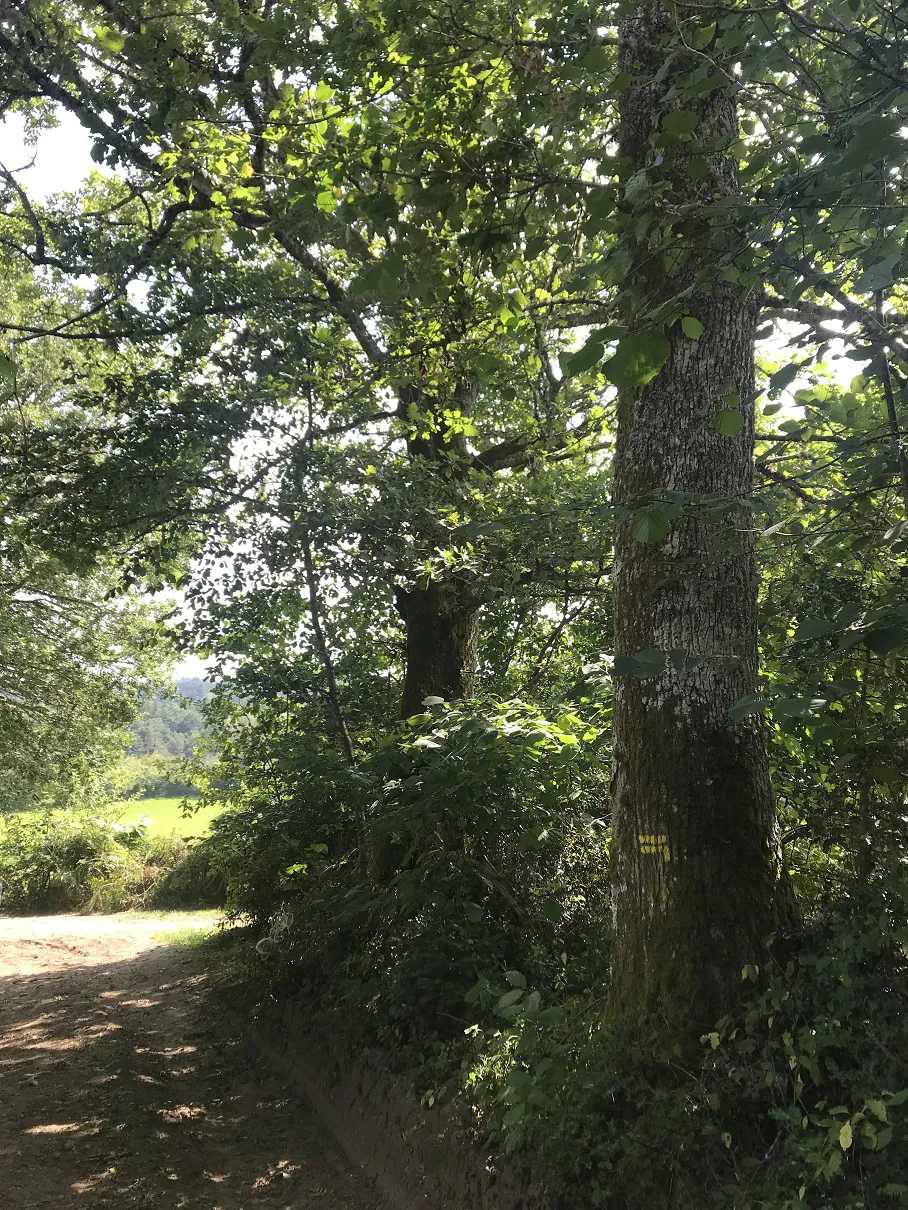 De l'homme et de la nature (variante de 4 km) Saint-Rémy Nouvelle-Aquitaine