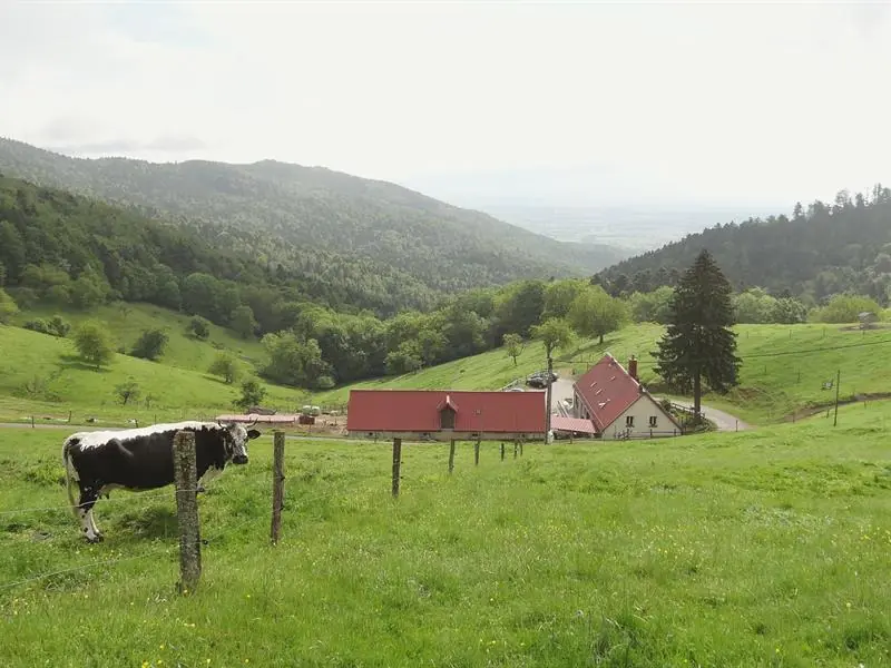 Balade ferme-auberge Kohlschlag entre châteaux et chapelle Willer-sur-Thur Grand Est