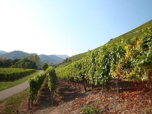 Marche santé Sentier viticole du Rangen Thann Grand Est