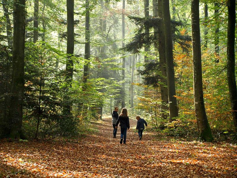 Randonnée pédestre: Kiffis le Hornihof Kiffis Grand Est