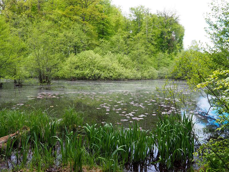 Circuit VTT n°9 Circuit du Grumbach Kœstlach Grand Est Circuit VTT n°9 Circuit du Grumbach Kœstlach Grand Est