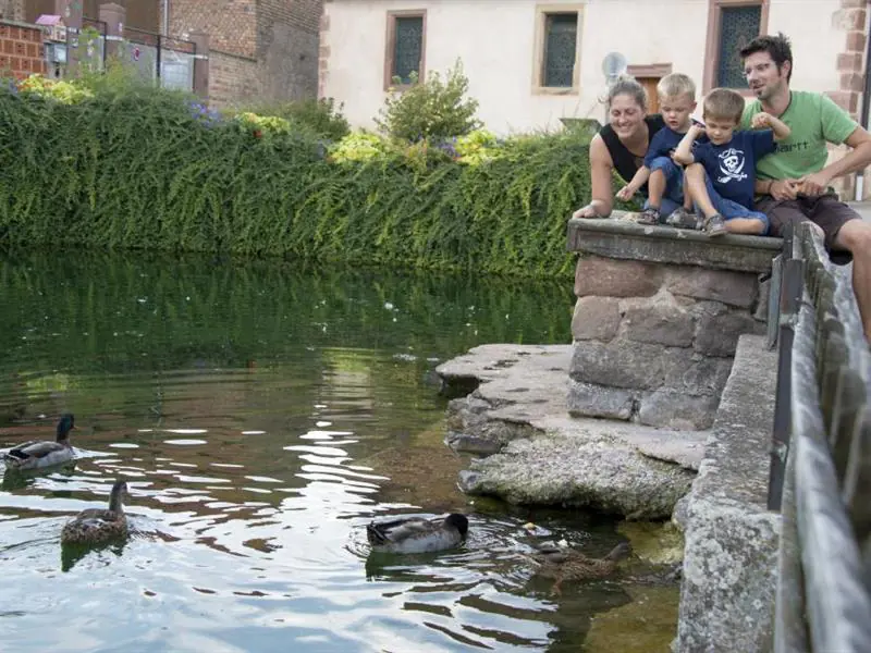 Sentier la goutte d'eau de la Souffel Kuttolsheim Grand Est