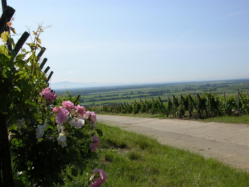 La roseraie et le Grand Cru Hatschbourg Hattstatt Grand Est