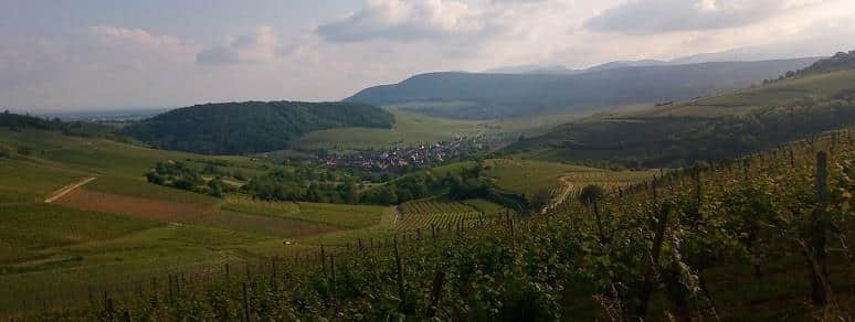Sentier vignoble et collines sèches (Strangenberg) Westhalten Grand Est