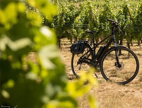 Vignoble et forêt à VTT Eguisheim Grand Est