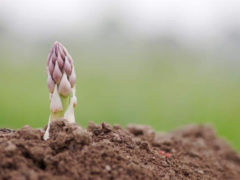 Circuit découverte Sur le chemin de l'asperge et des produits maraîchers Weyersheim Grand Est