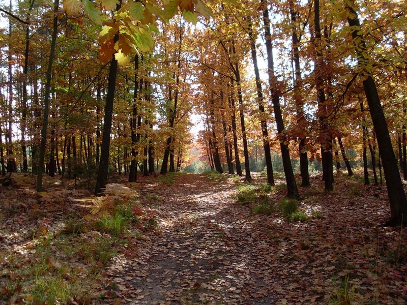 Circuit découverte En forêt de Weitbruch Weitbruch Grand Est