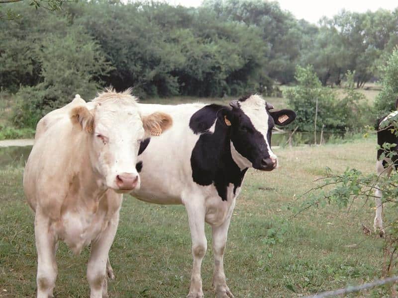Circuit pédestre sentier de thiébauchamp Manonviller Grand Est