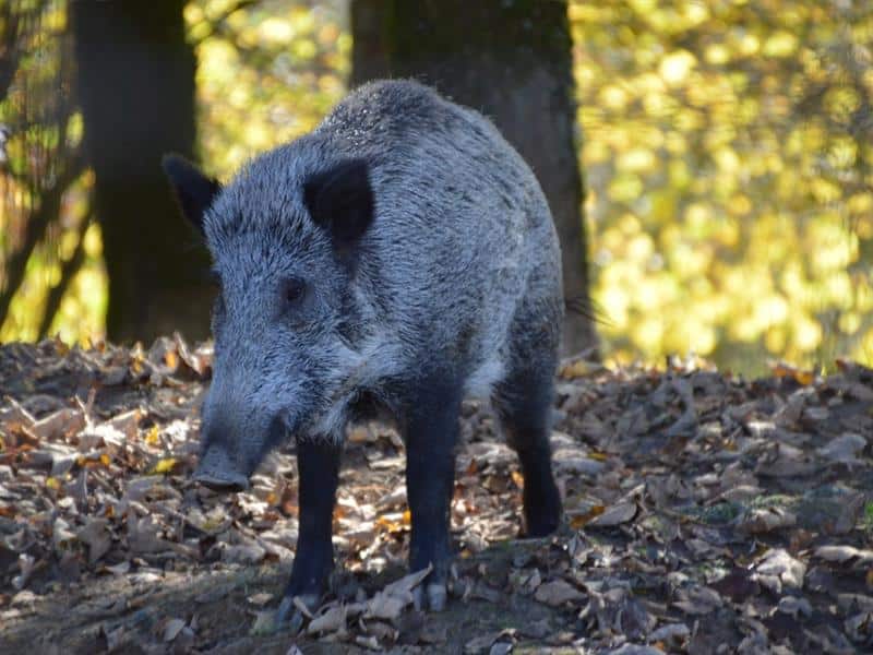 Val de Meurthe le fouxon Rehainviller Grand Est