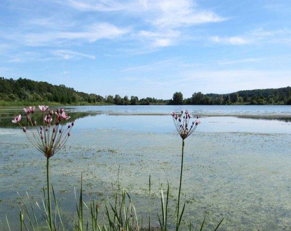 Balade autour de l'étang d'Haussonville Haussonville Grand Est