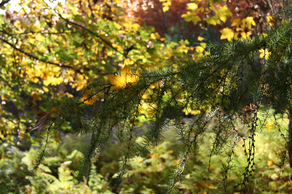 Circuit pédestre n°10 Le bois de la Fôt rando bambin Noth Nouvelle-Aquitaine