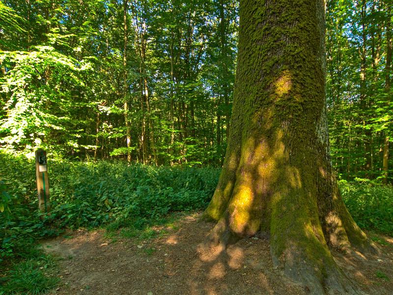 Le chêne des moines Saint-Hubert Grand Est