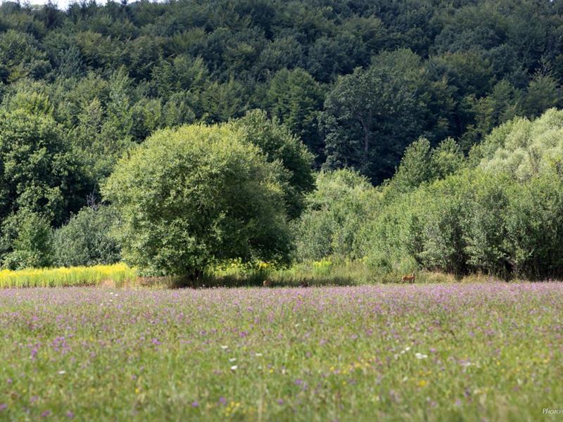 Circuit de la Rosselle Morsbach Grand Est