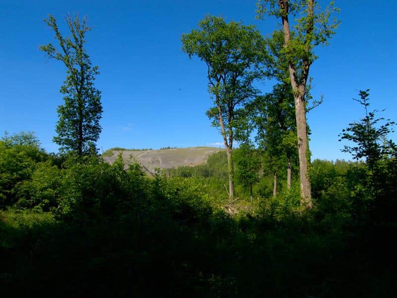 La forêt de la Houve Guerting Grand Est