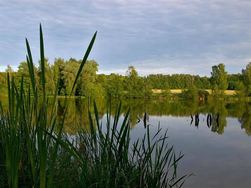 LES MARAIS DU WARNDT Ham-sous-Varsberg Grand Est