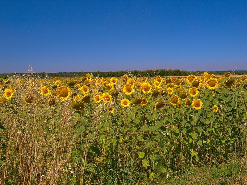 Liaison de Flanville à Laquenexy Ogy-Montoy-Flanville Grand Est