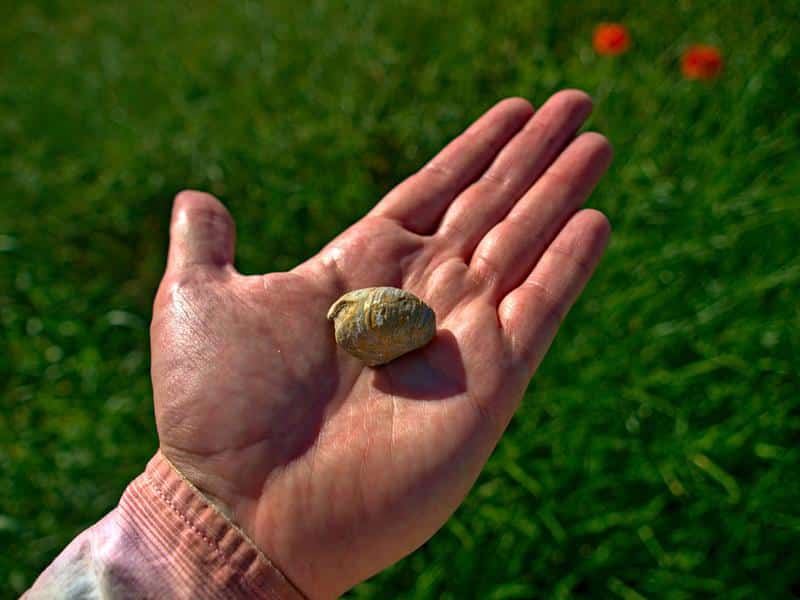 Le plateau des gryphées Metzervisse Grand Est