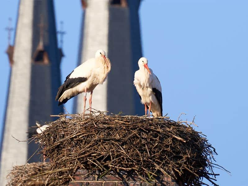 Parcours des cigognes Sarralbe Grand Est