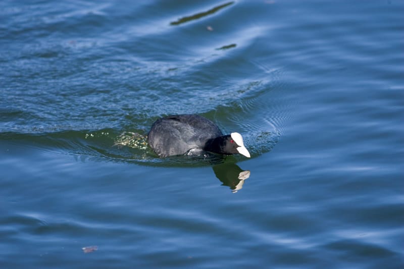 Balade à pied n°37 En passant par la commanderie Luzeret Centre-Val de Loire