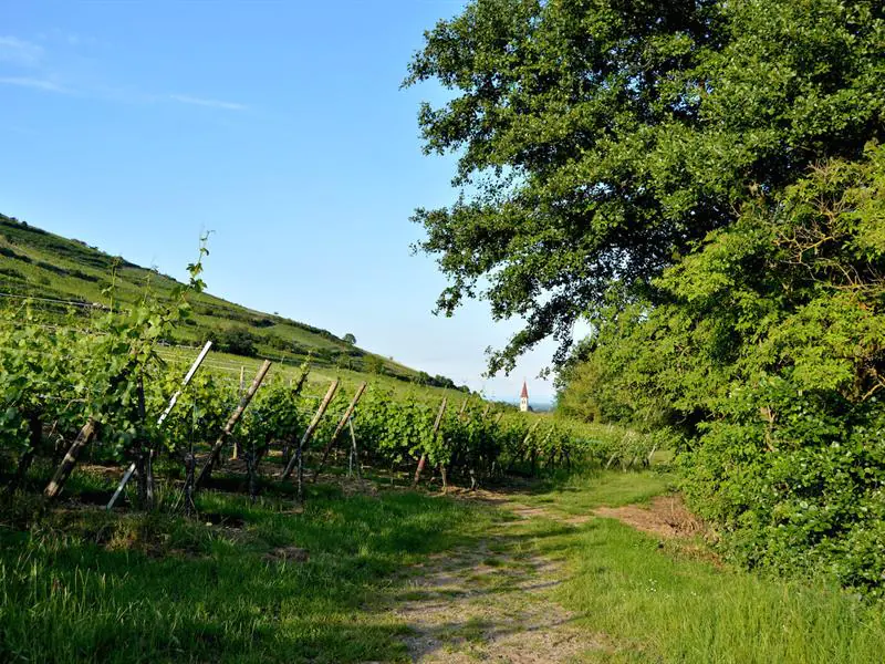 Itinérance Le Grand Tour de la Vallée Étape 1 Kaysersberg Vignoble Grand Est