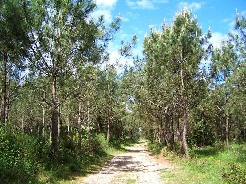 Forêt de pins 6 km-Ondres-Circuit rouge Ondres Nouvelle-Aquitaine