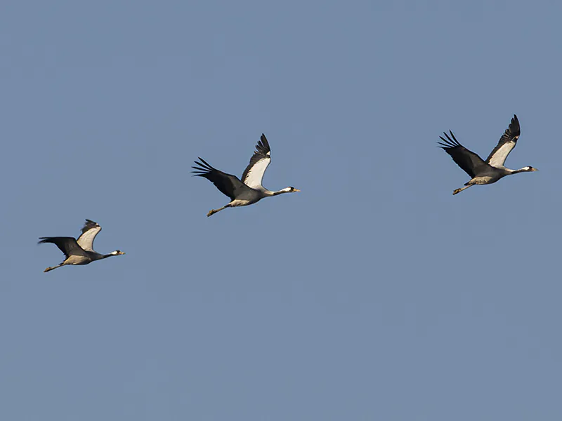 Visite "La migration des oiseaux" [Perfectionnement]