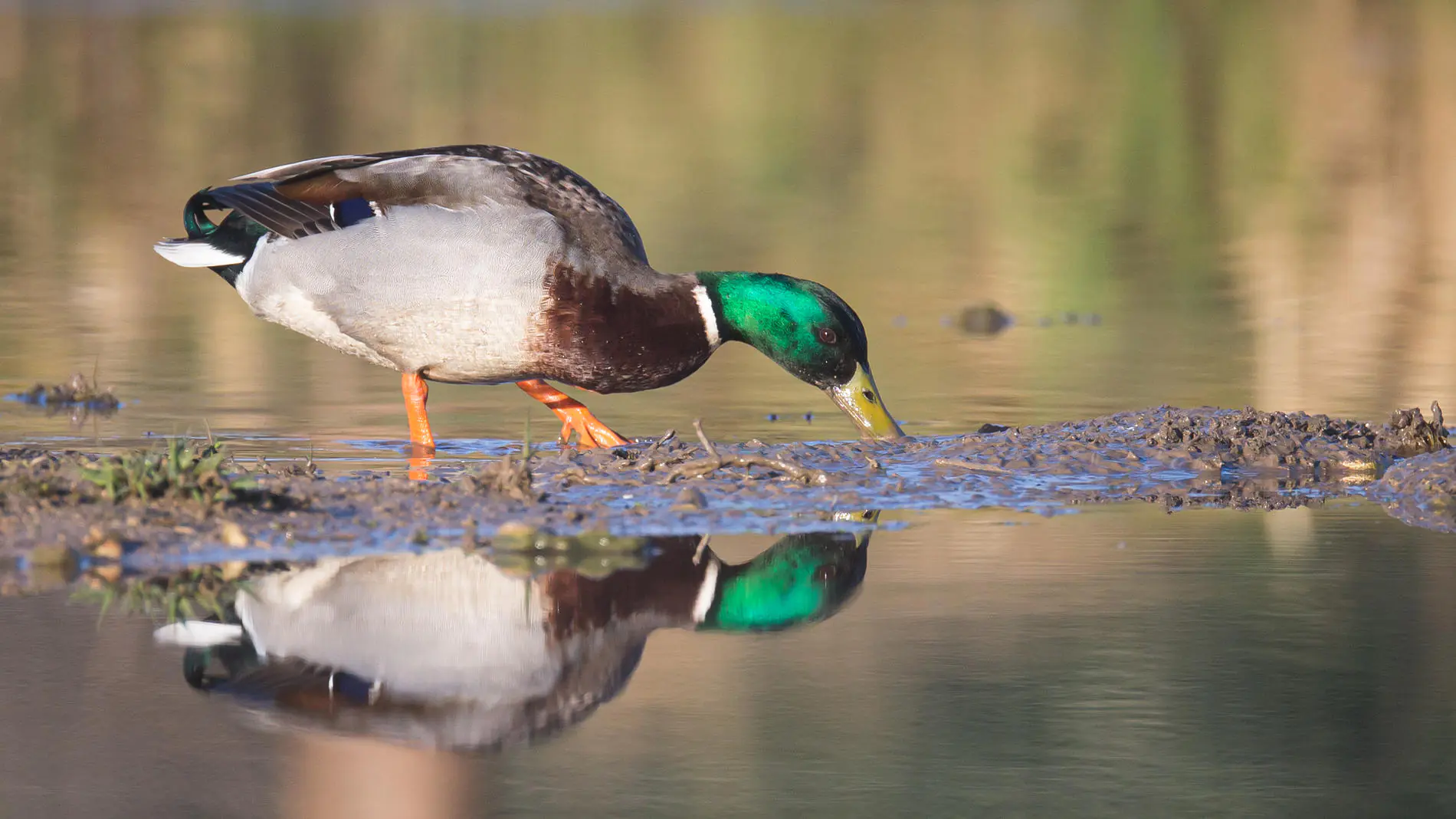 De Piégut-Pluviers à l'Etang Grolhier Piégut-Pluviers Nouvelle-Aquitaine