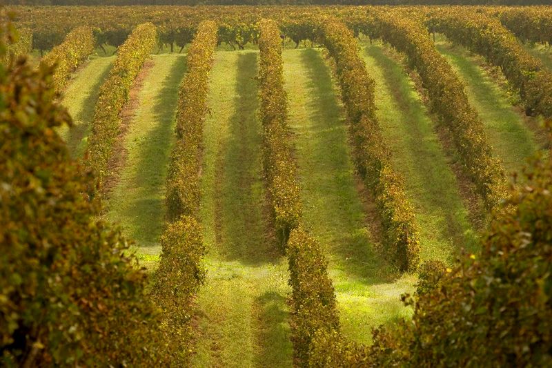 LE BOIS DE PESSALE A VIC-FEZENSAC Vic-Fezensac Occitanie