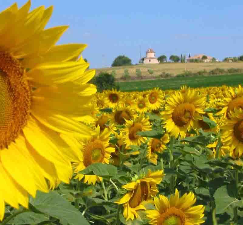 AU PAYS DE L'AIL DE LOMAGNE Saint-Clar Occitanie