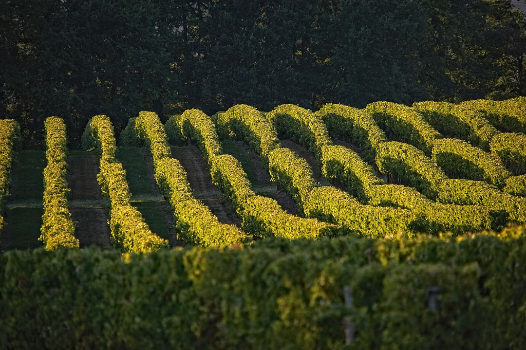 LES CHÂTEAUX GASCONS Vic-Fezensac Occitanie