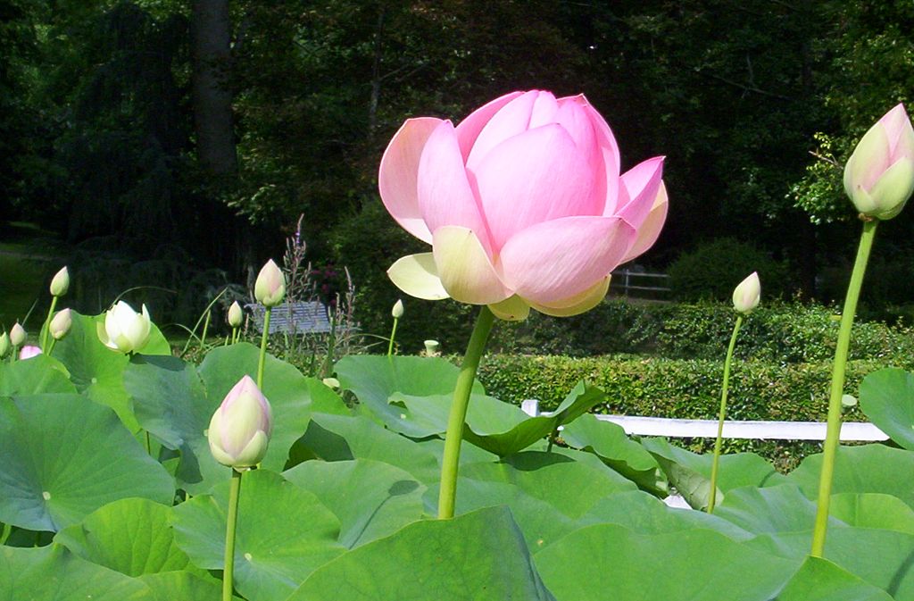 JARDINS ET VILLAGES FLEURIS DE L'OUEST DU GERS Marciac Occitanie